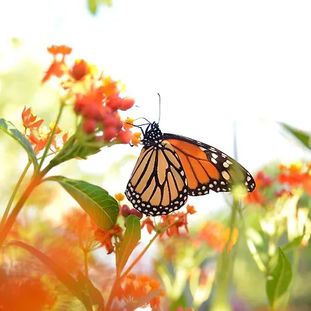 La Casa De Las Flores