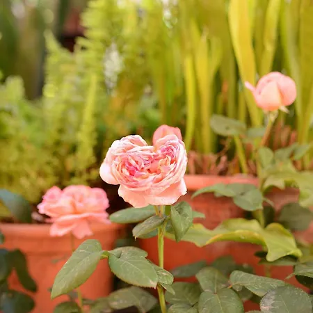 Feriehus La Casa De Las Flores Tacoronte